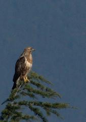 Buteo refectus