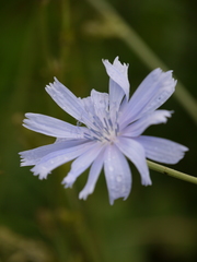 Cichorium intybus