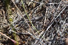 Psoloessa delicatula