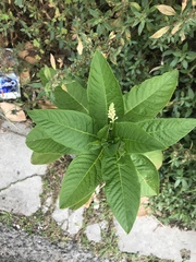 Phytolacca americana