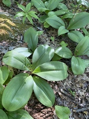Clintonia