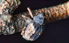 Cryptorhynchus fuscatus