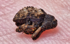 Cryptorhynchus fuscatus