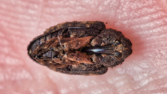 Cryptorhynchus fuscatus