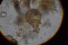 Physochila