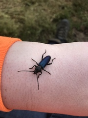 Semanotus amethystinus