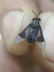Chrysops niger