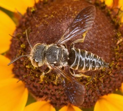 Cyrtocoelioxys