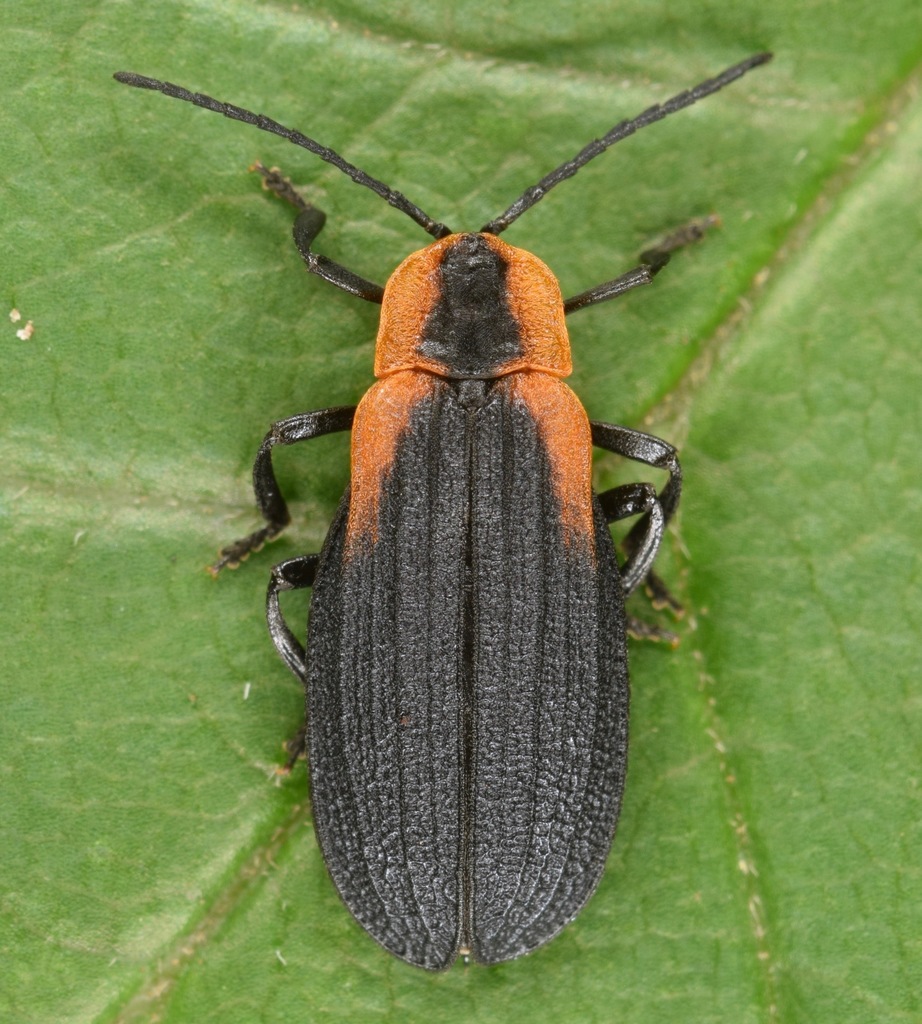 Lyconotus lateralis