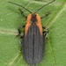 Lyconotus lateralis - Photo (c) skitterbug, algunos derechos reservados (CC BY), subido por skitterbug