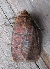 Protorthodes oviduca