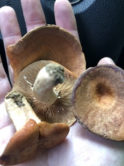 Lactarius peckii