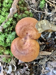 Lactarius peckii