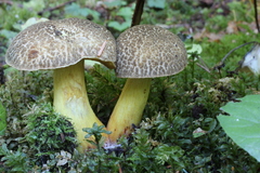 Xerocomellus rainisiae