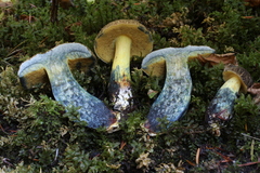 Xerocomellus rainisiae