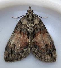 Hydriomena perfracta