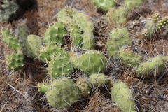 Opuntia × columbiana