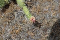 Opuntia × columbiana