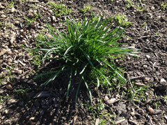 Ornithogalum umbellatum