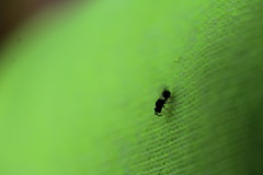 Orasema coloradensis