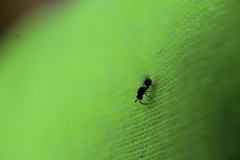 Orasema coloradensis