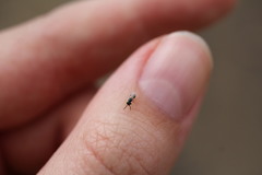 Orasema coloradensis