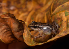 Leucostethus fraterdanieli