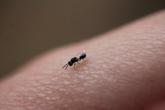 Orasema coloradensis