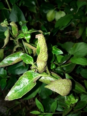 Puccinia vincae