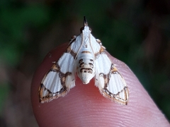 Cirrhochrista bracteolalis