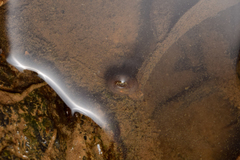 Leucostethus fraterdanieli