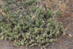 Opuntia × columbiana