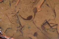 Leucostethus fraterdanieli