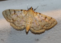Polygrammodes flavidalis
