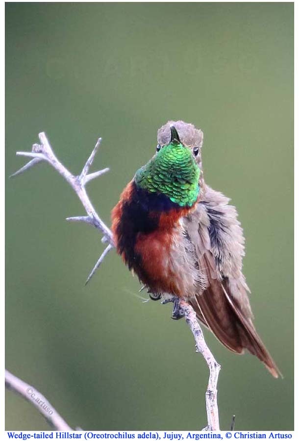 Wedge-tailed Hillstar illustration