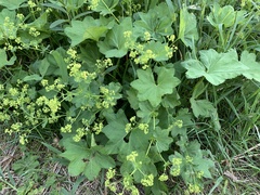 Alchemilla glabra
