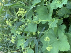 Alchemilla glabra