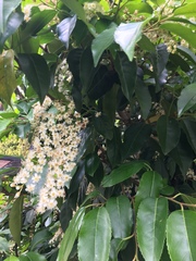 Prunus lusitanica