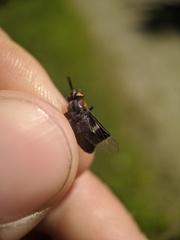 Chrysops cincticornis