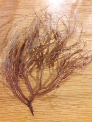 Gracilaria