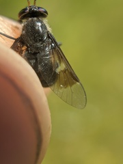Chrysops ater