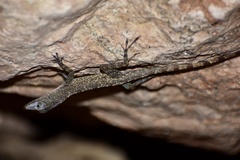 Guantanamo Anole photo 4