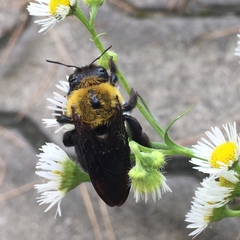 Xylocopa appendiculata
