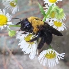 Xylocopa appendiculata