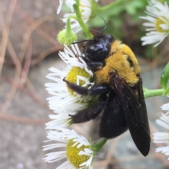 Xylocopa appendiculata