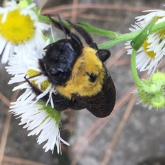 Xylocopa appendiculata