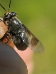 Chrysops ater