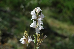 Linaria nivea