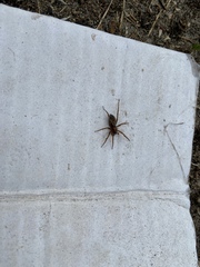 Liocranum rupicola