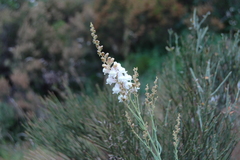 Linaria nivea